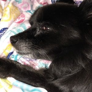 Meet your Posher, Carrie